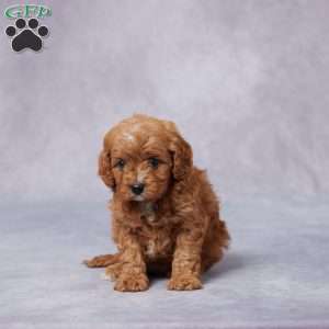 Hazel, Cavapoo Puppy